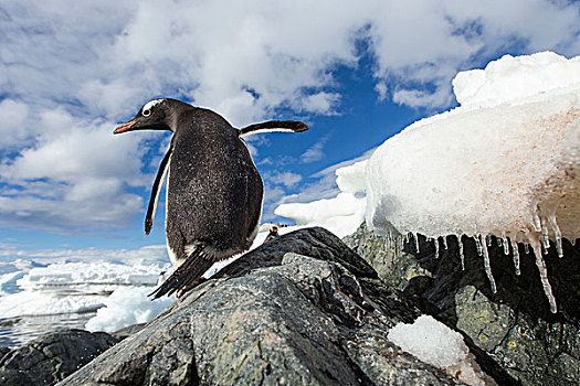 南极,岛屿,巴布亚企鹅,站立,岩石,海岸线