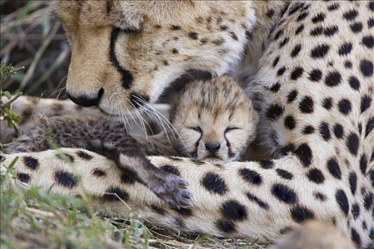 印度豹,猎豹,母兽,白天,老,幼兽,马赛马拉,自然保护区,肯尼亚