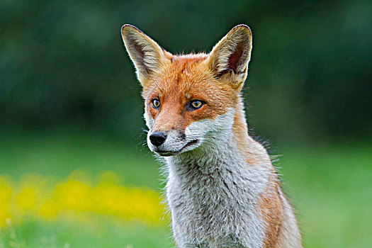 红狐,狐属,肖像,英格兰东南,英国,欧洲