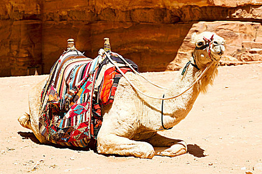 佩特拉,约旦,骆驼,旅游,靠近,老式,惊奇,场所