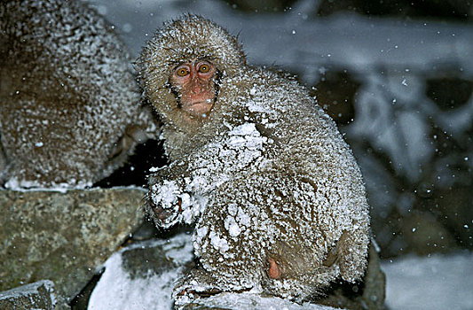 日本猕猴,雪猴,幼兽,积雪,北海道,岛屿,日本