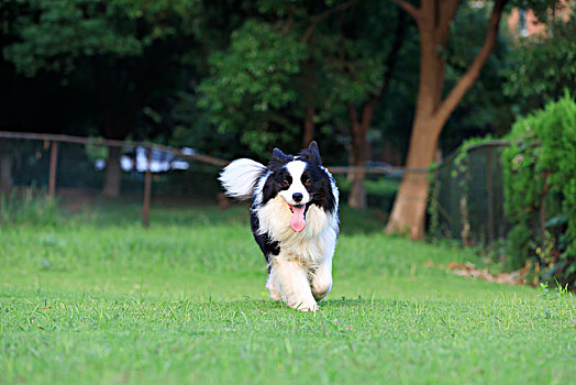 边牧,边境牧羊犬