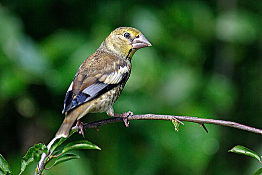 蜡嘴鸟,锡嘴雀,幼鸟,下萨克森,德国