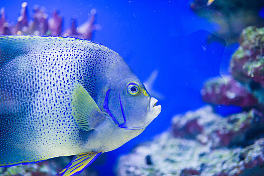 珊瑚类图片_珊瑚类图片大全_珊瑚类图片素材