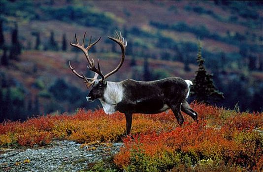 北美驯鹿,秋天,苔原,室内,阿拉斯加