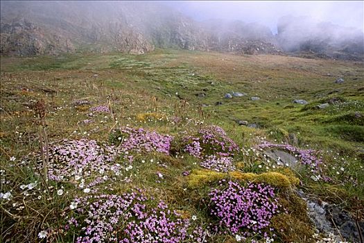 苔藓,盛开,苔原,海鸟,悬崖,峡湾,斯匹次卑尔根岛,岛屿,斯瓦尔巴特群岛,挪威,北极
