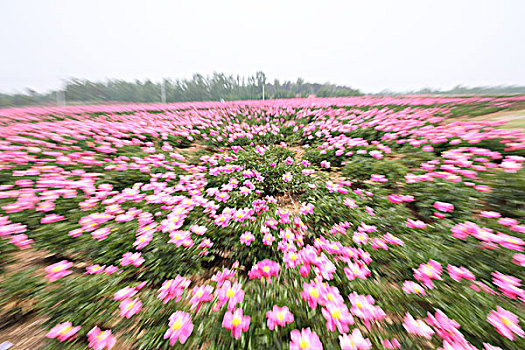 芍药花开