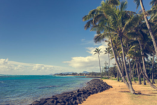 椰树,沙滩,夏威夷,考艾岛