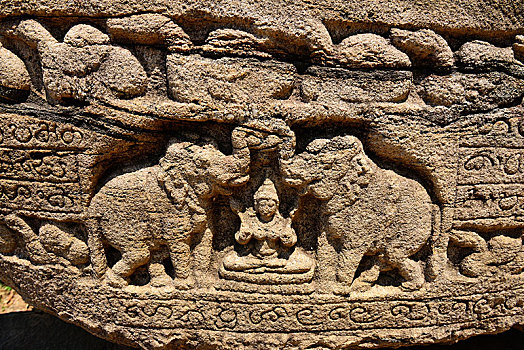 大象,正面,圆,房子,世界遗产,波隆纳鲁沃古城,北方,中央省,斯里兰卡,亚洲