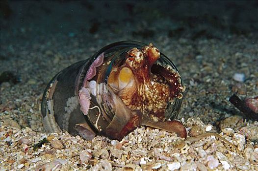章鱼,雌性,罐,蛋,脚,深,巴布亚新几内亚