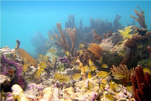 珊瑚礁,马雅里维拉,坎昆,墨西哥