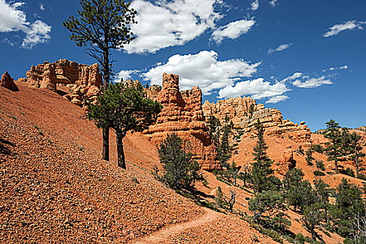 岩石构造,腐蚀,跋涉,小路,松树,树,红色,峡谷,犹他,美国,北美