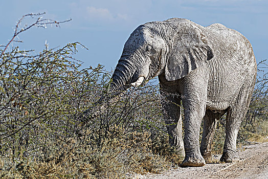 非洲,灌木,大象,雄性动物,非洲象,遮盖,干燥,泥,觅食,土路,埃托沙国家公园,纳米比亚