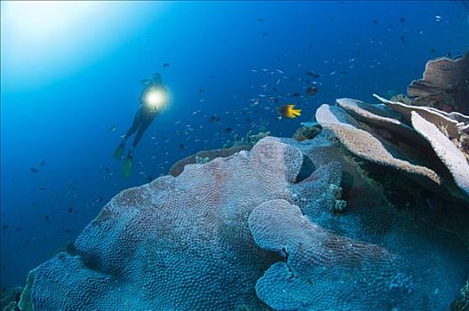 潜水者,珊瑚礁,四王群岛,西巴布亚,印度尼西亚