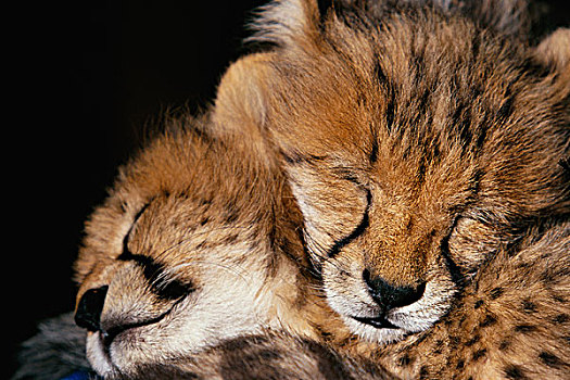 两个,印度豹,幼兽,睡觉