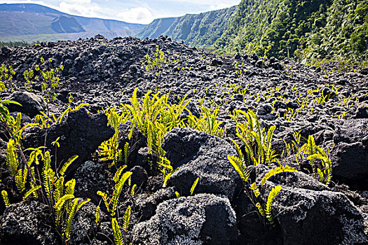 火山地貌,黑色,石头,蕨类,留尼汪岛