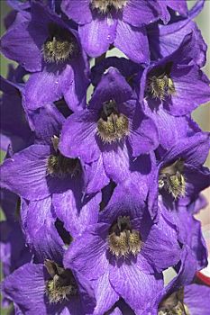 飞燕草,特写,紫花