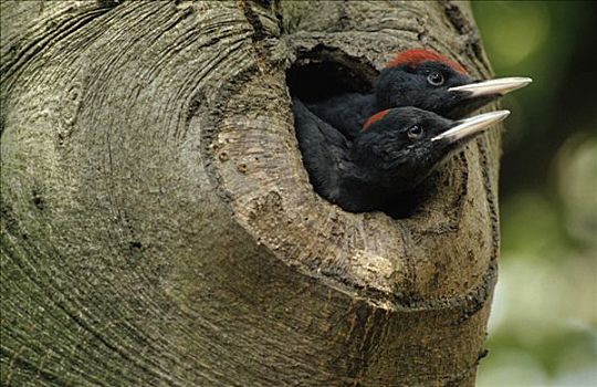 黑啄木鸟,一对,向外看,巢穴