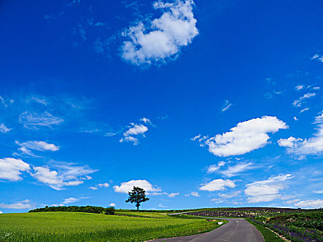风景,富良野,北海道