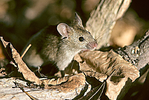 家鼠,小鼠,里贾纳,萨斯喀彻温,加拿大