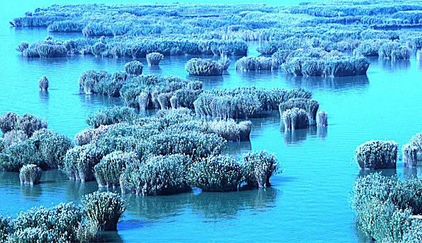 沙湖,湖,芦苇