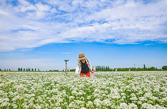 春天的韭菜花