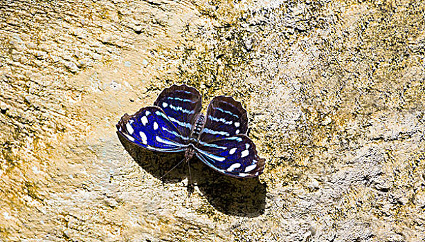 蓝色,蝴蝶,石头