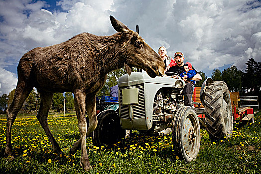 麋鹿,正面,家庭,拖拉机,瑞典