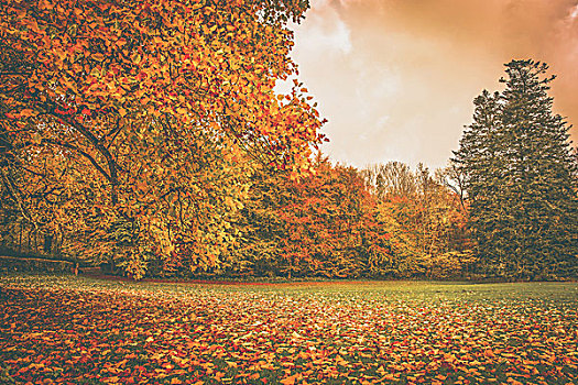 秋叶,公园,彩色,树