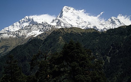 树,山脉,背景,安娜普纳,尼泊尔