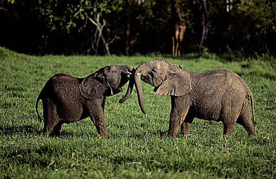肯尼亚,马赛马拉,幼兽,大象,玩