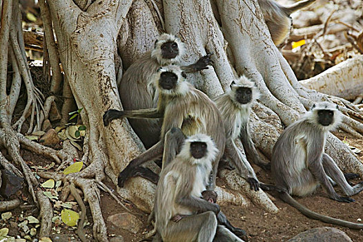 叶猴,伦滕波尔国家公园,拉贾斯坦邦,印度