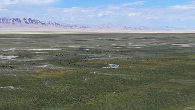 西藏阿里,北方高平地,羌塘高原