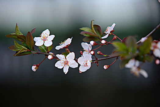 春天小花