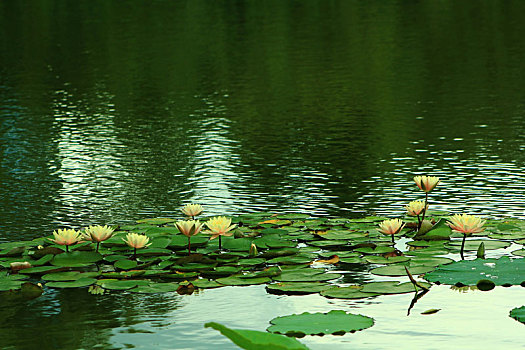 湖中白色莲花的特写镜头