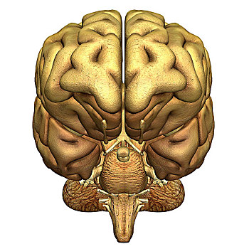 大脑,局部,中枢神经系统,人,头部
