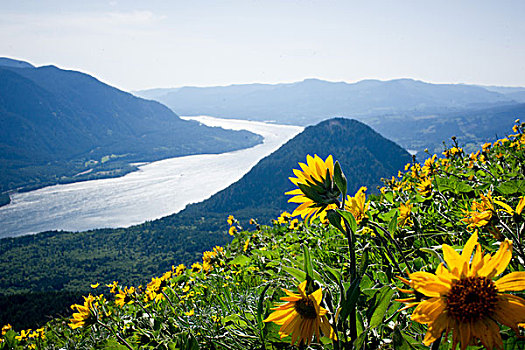 黄色,向日葵,山坡,远眺,哥伦比亚河,华盛顿,美国