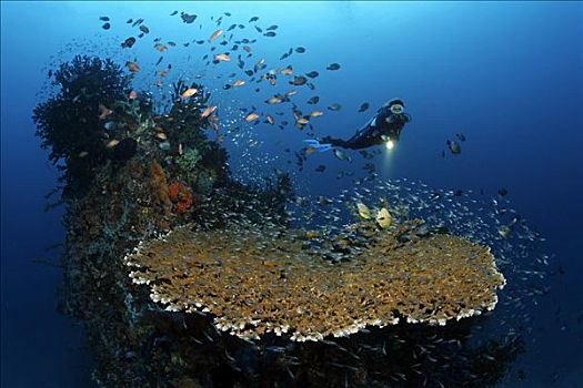 大,桌子,珊瑚,品种,礁石,鱼,潜水者,冈加,岛屿,螃蟹船,北苏拉威西省,印度尼西亚,海洋,太平洋,亚洲