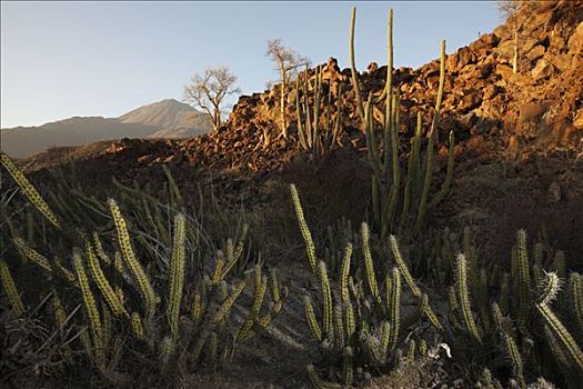 火龙果,仙人掌,熔岩原,埃尔比斯开诺生物圈保护区,墨西哥