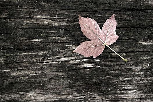 秋叶,缝隙,木头,木板