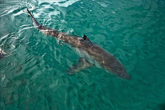 大白鲨,印度洋,南非