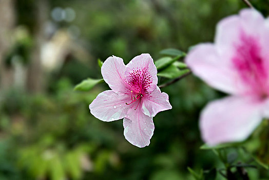 杜鹃花