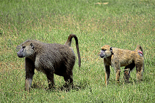肯尼亚,安伯塞利国家公园,公园,黄色,狒狒,雌性