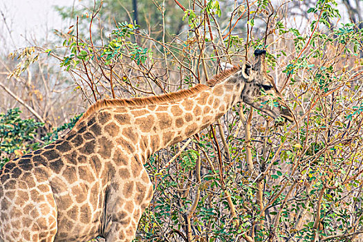 博茨瓦纳,乔贝国家公园,长颈鹿,吃,叶子