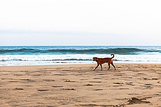 狗,海滩