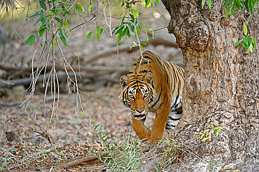 印度,孟加拉虎,虎,尾随,干燥,树林,伦滕波尔国家公园,拉贾斯坦邦,亚洲
