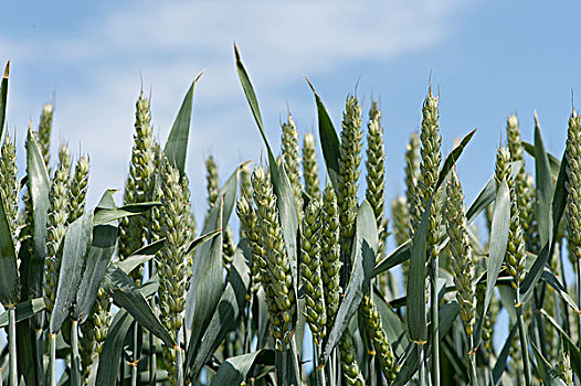 小麦,作物,特写,成熟,穗,林肯郡,英格兰,英国,欧洲