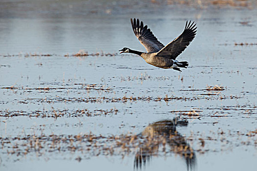 美国,俄勒冈,低湿地,国家野生动植物保护区,黑额黑雁,加拿大雁,飞,追逐,鹅