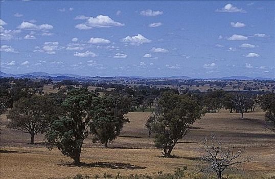 干旱,弄干,时间,时期,树,新南威尔士,澳大利亚