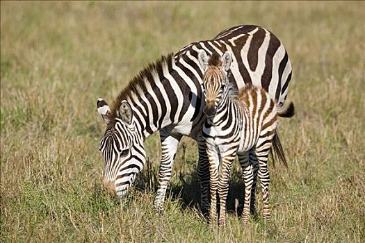 白氏斑马,斑马,马赛马拉国家保护区,肯尼亚